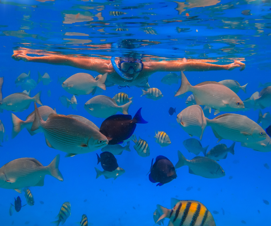 Snorkeling in the Mexican Caribbean 